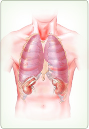 Full Body Internal Cleanse